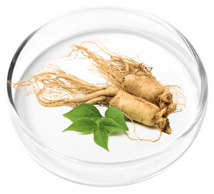 Ginseng Root Powder